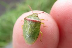 イチモンジカメムシ