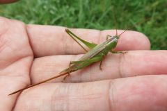 オナガササキリ
