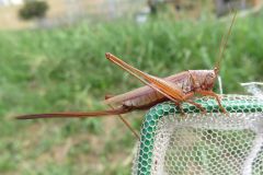 オナガササキリ