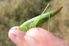ウスイロササキリ