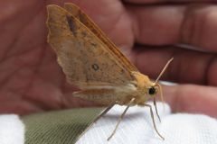 エグリヅマエダシャク
