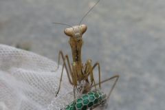 コカマキリ
