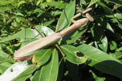 オオカマキリ