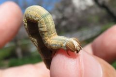 オオウンモンクチバの幼虫