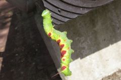 ウンモンスズメの幼虫