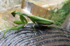 ハラビロカマキリ
