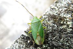 ヘラクヌギカメムシ