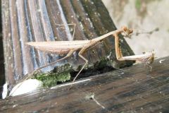 コカマキリ