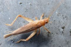 マツムシモドキ