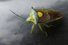 モンキツノカメムシ