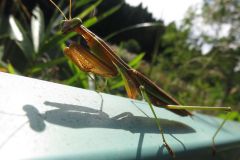 オオカマキリ