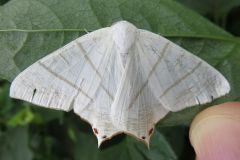 ウスキツバメエダシャク