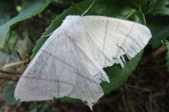 ウスキツバメエダシャク