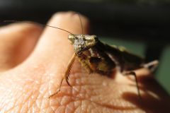ヒメカマキリ