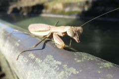 オオカマキリ