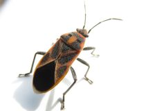 ヒメマダラナガカメムシ