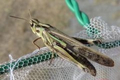 マダラバッタ