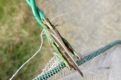 マダラバッタ