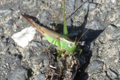 オナガササキリ