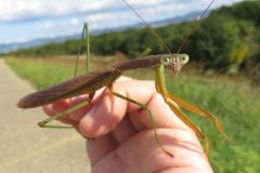 オオカマキリ