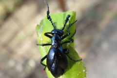 キュウシュウツチハンミョウ
