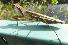 オオカマキリ
