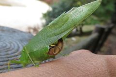 サトクダマキモドキ