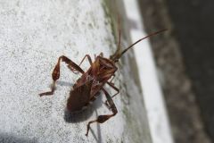 マツヘリカメムシ