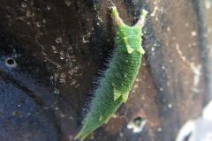 ゴマダラチョウの幼虫