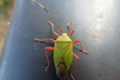 ヘラクヌギカメムシ
