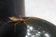 ヒゲナガサシガメ