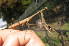 コカマキリ