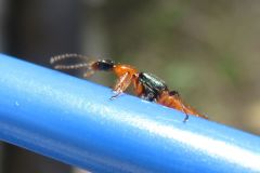 アオバアリガタハネカクシ