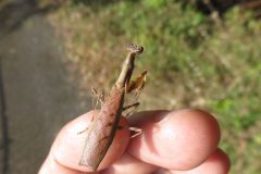 ヒメカマキリ