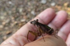 ヒメカマキリ
