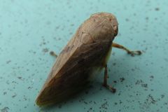ホシアワフキ