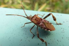 マツヘリカメムシ