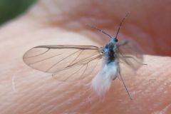 ワタムシの一種