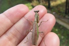 ヒメカマキリ