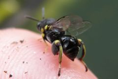 キアシブトコバチ