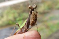 ヒメカマキリ