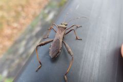 ホソヘリカメムシ