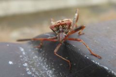 マツヘリカメムシ