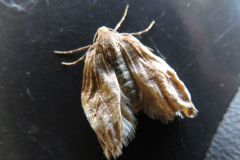 フユシャクの一種