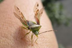 アオモンツノカメムシ