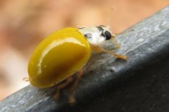 キイロテントウ