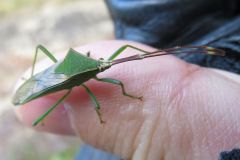 オオクモヘリカメムシ