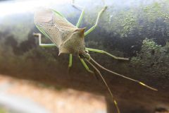 ミナミトゲヘリカメムシ