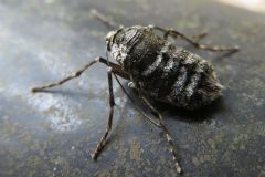 フユシャクの一種