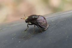 ハエの一種